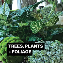 Evolution Furniture - Trees and Plants to rent in uae